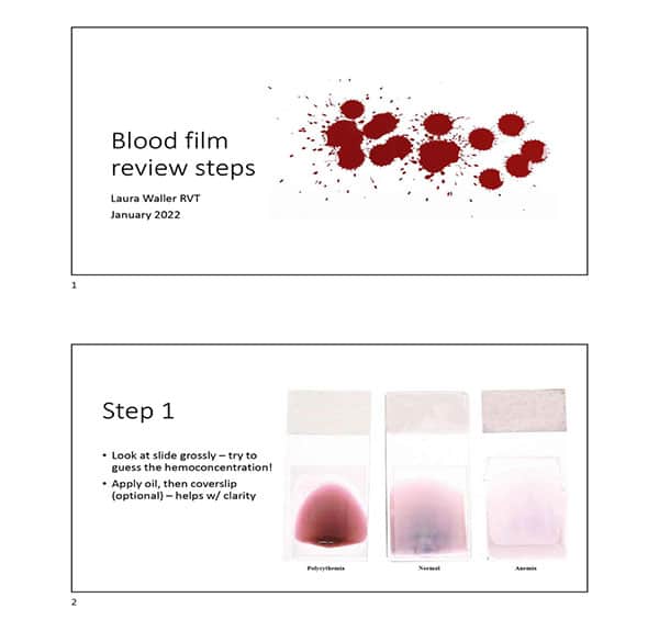 Two slides from a presentation titled "Blood film review steps" by Laura Waller RVT, January 2022. The first slide shows the title and several red blood splatters. The second slide, titled "Step 1," instructs veterinarians to grossly examine the slide, apply oil, and assess clarity. There are three blood slides labeled Polycythemia, Normal, and