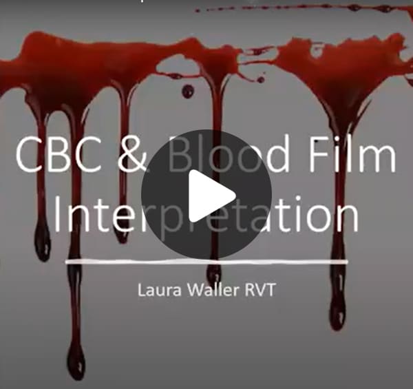A video thumbnail with the text "CBC & Blood Film Interpretation" and "Laura Waller RVT, Veterinarian" over a background featuring red liquid drips at the top. A play button icon is centered on the image.
