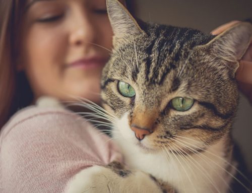 So you want to be a Vet Tech?