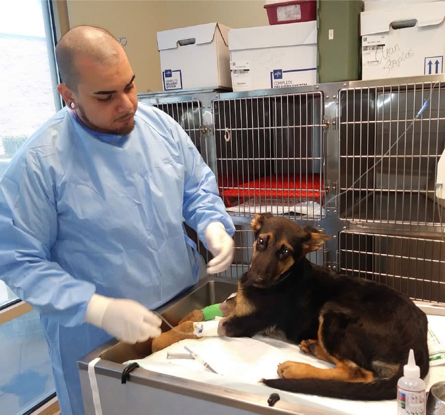 A vet in a blue gown and white gloves is tending to a black and brown dog lying on a table in an animal clinic. The room has metal cages with red blankets, boxes, and medical supplies. The dog looks up at the veterinarian.