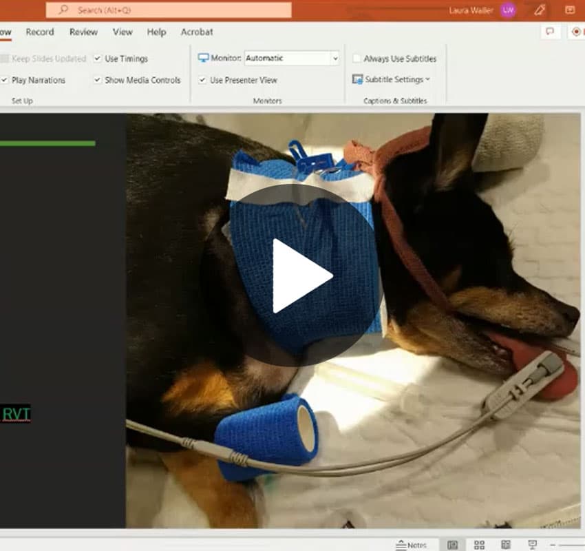 A PowerPoint slide is shown with a video paused. The video displays a small dog lying down with its tongue out, wearing a blue medical bandage and connected to a device. The veterinarian's care is evident as the dog's eyes are closed peacefully. Various playback options are visible around the video.