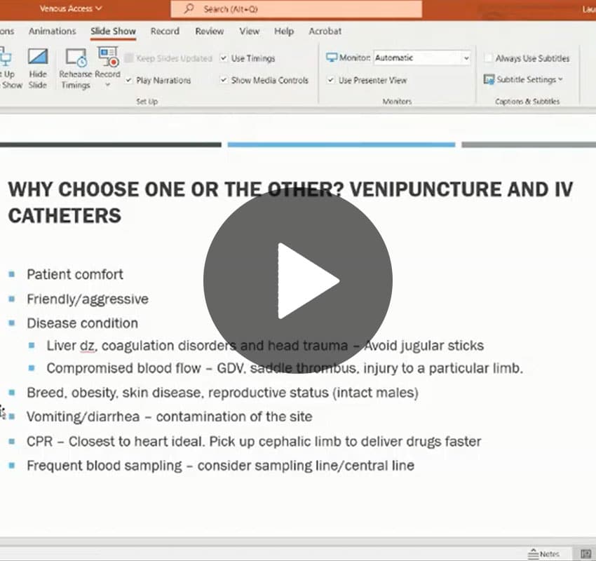 A PowerPoint slide titled "WHY CHOOSE ONE OR THE OTHER? VENIPUNCTURE AND IV CATHETERS" lists considerations such as patient comfort, disease conditions, specific illnesses, vein conditions, and emergency situations. A play button overlay is in the center of the slide – ideal for any vet or veterinarian presentation.