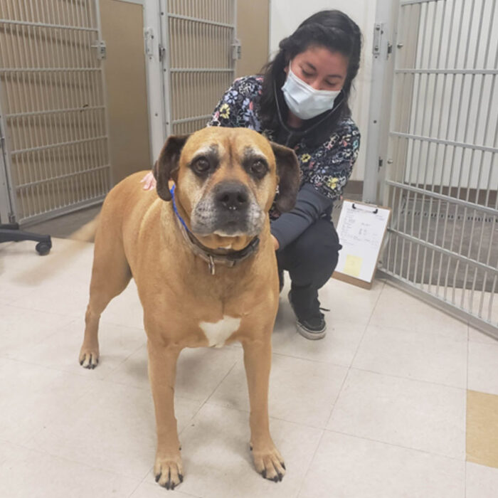 A large tan dog with a white chest stands indoors next to a smiling veterinarian wearing a face mask, who is crouching down and gently holding the dog's sides. Behind them are metal kennel doors and a clipboard on the floor.