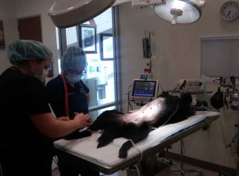 Two veterinarians in surgical scrubs and masks perform surgery on a black dog lying on its side on an operating table. Surgical lights and medical equipment surround the table, while a computer monitor displays the dog's vital signs.