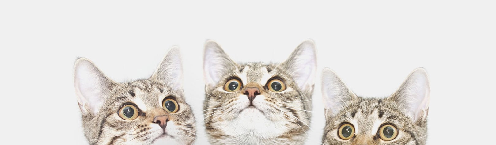 Three tabby cats with wide, curious eyes look upward against a plain white background. Only their faces and ears are visible in the image.