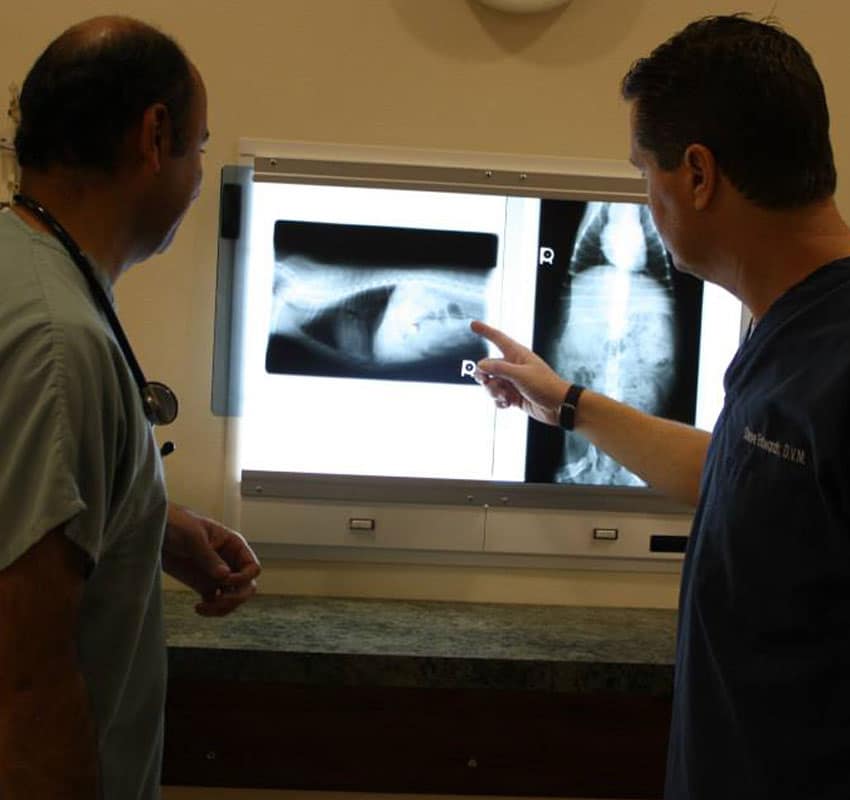 Two medical professionals review and discuss X-ray images displayed on a lightbox. One points at the X-ray with an outstretched arm, while both attentively examine the details. The room appears to be a clinic or hospital setting, similar to where a veterinarian might also analyze animal X-rays.