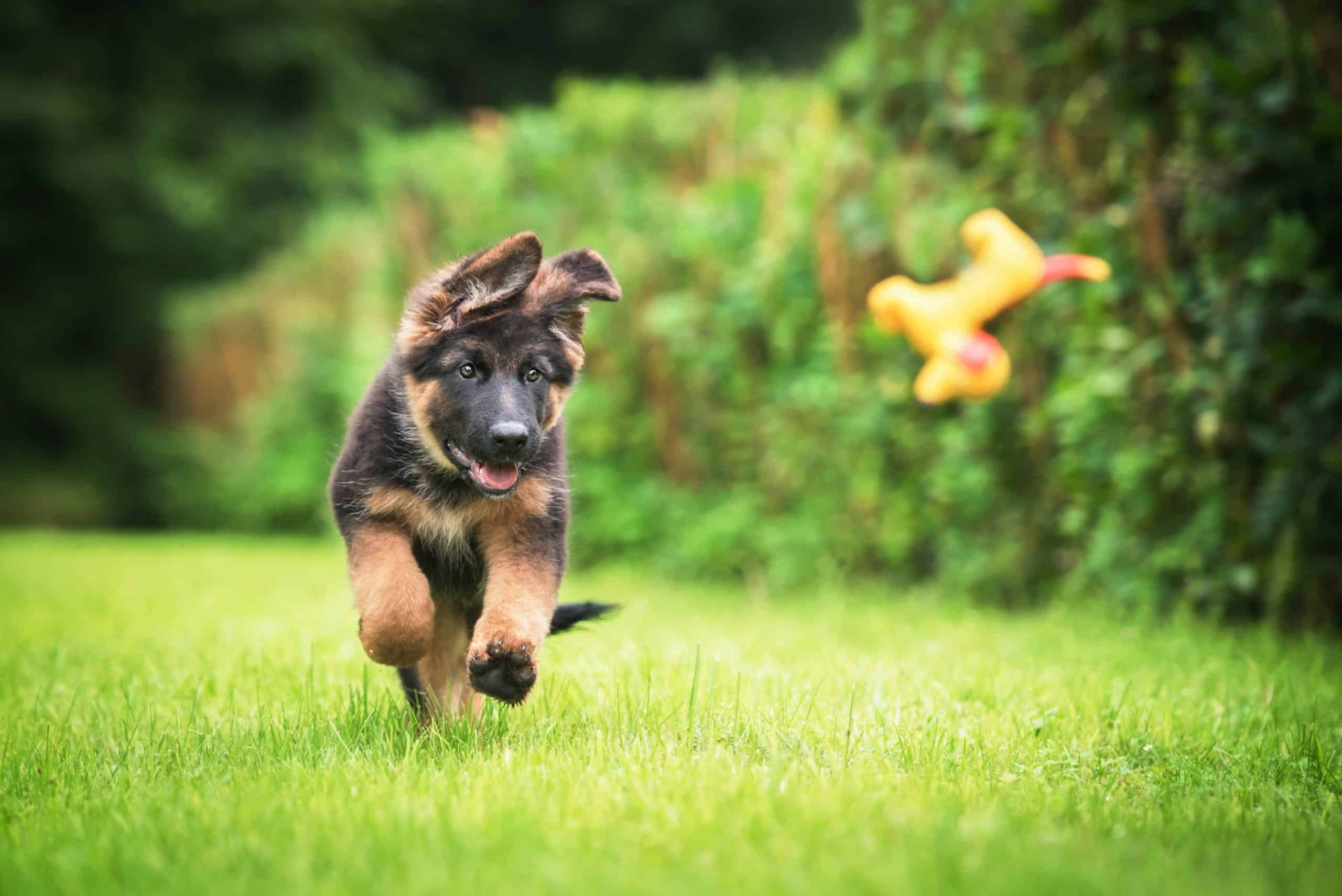 A playful German Shepherd puppy runs through a grassy field, ears flapping, with an enthusiastic expression that would make any vet smile. In the background, a blurred yellow toy can be seen in mid-air. The setting is lush with green foliage.