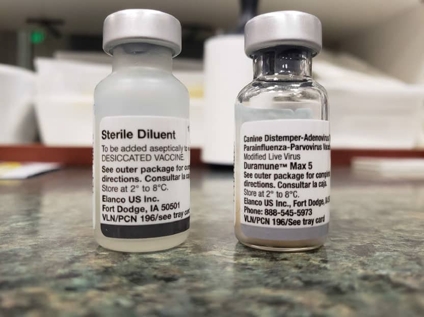 Two medicine vials on a counter, one labeled "Sterile Diluent" and the other "Canine Distemper-Adenovirus." The labels have detailed product information and manufacturer details. The vials are capped and standing upright, ready for the vet's use in treating pets.