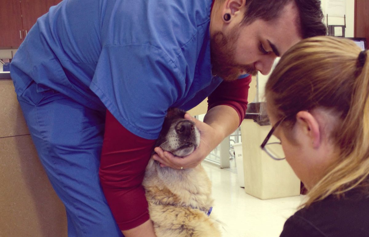 Services Vet in Victorville Animal Emergency Clinic