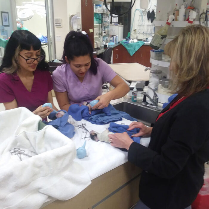 home_s4_5 Three women, two in purple scrubs, are working in a medical setting, possibly a veterinary clinic. They are tending to small animals that are partially covered by towels on a table. Medical instruments and supplies are scattered around, indicative of the diligent care provided by dedicated veterinarians.
