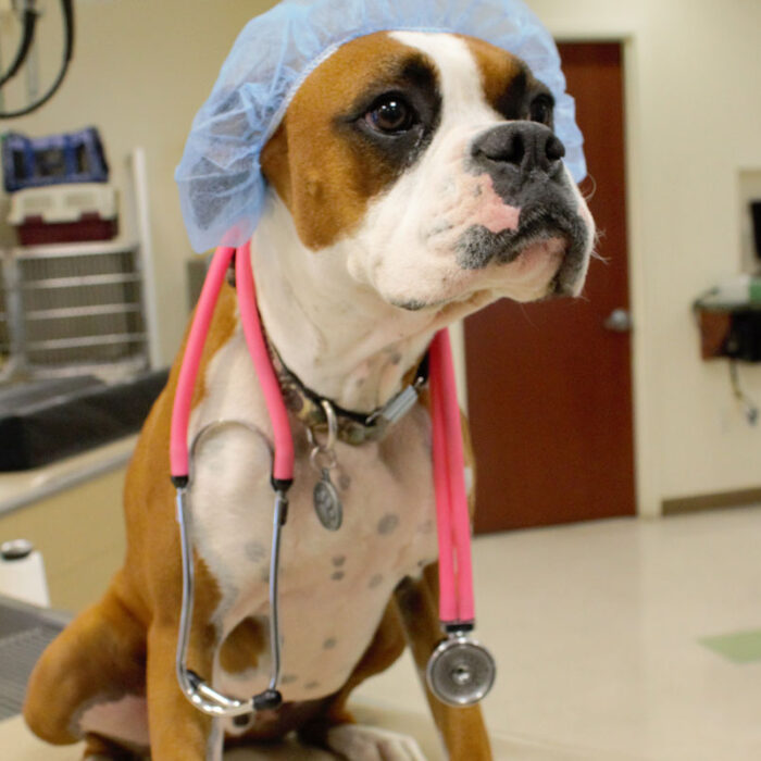 home_s4_7 A brown and white dog with a serious expression sits on an examination table in a veterinarian's office. The dog is wearing a blue surgical cap and has a pink stethoscope draped around its neck. The background shows medical equipment and a door, reflecting the busy vet environment.