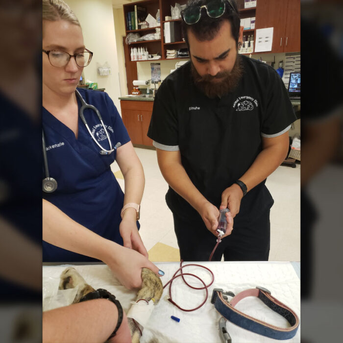 home_s4_8 Two veterinarians are attending to a dog on an examination table. One vet is holding the dog's paw while the other is preparing a needle. Medical supplies are visible in the background. Both vets are wearing scrubs and stethoscopes, ensuring the pet receives attentive and professional care.