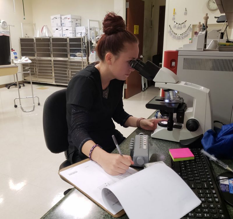 Veterinarian in Victorville Vet Near You Animal Emergency Clinic