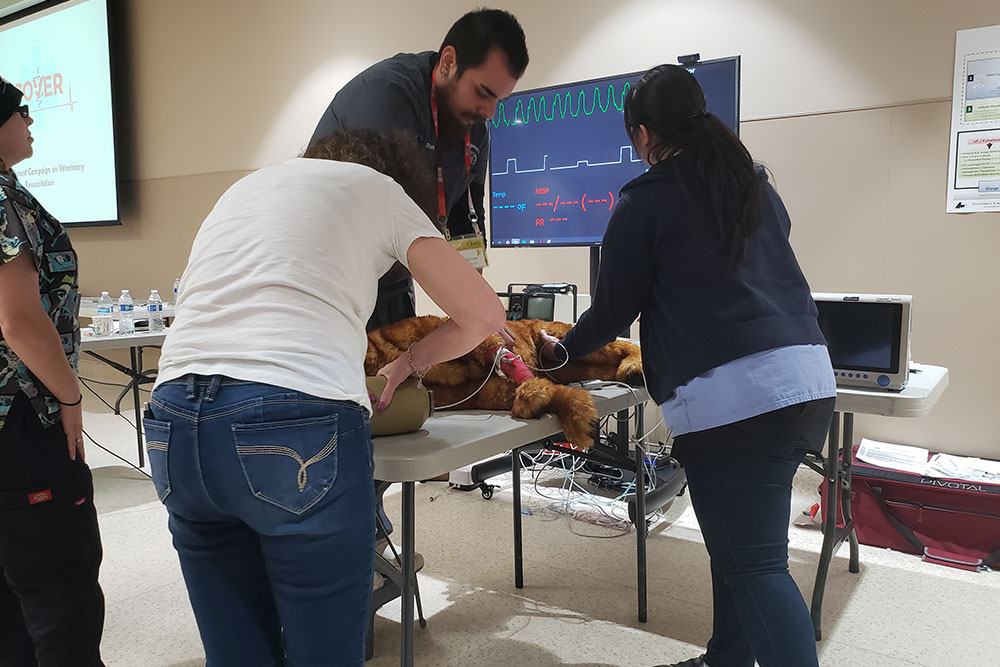 Continuing Education Vet in Victorville Animal Emergency Clinic