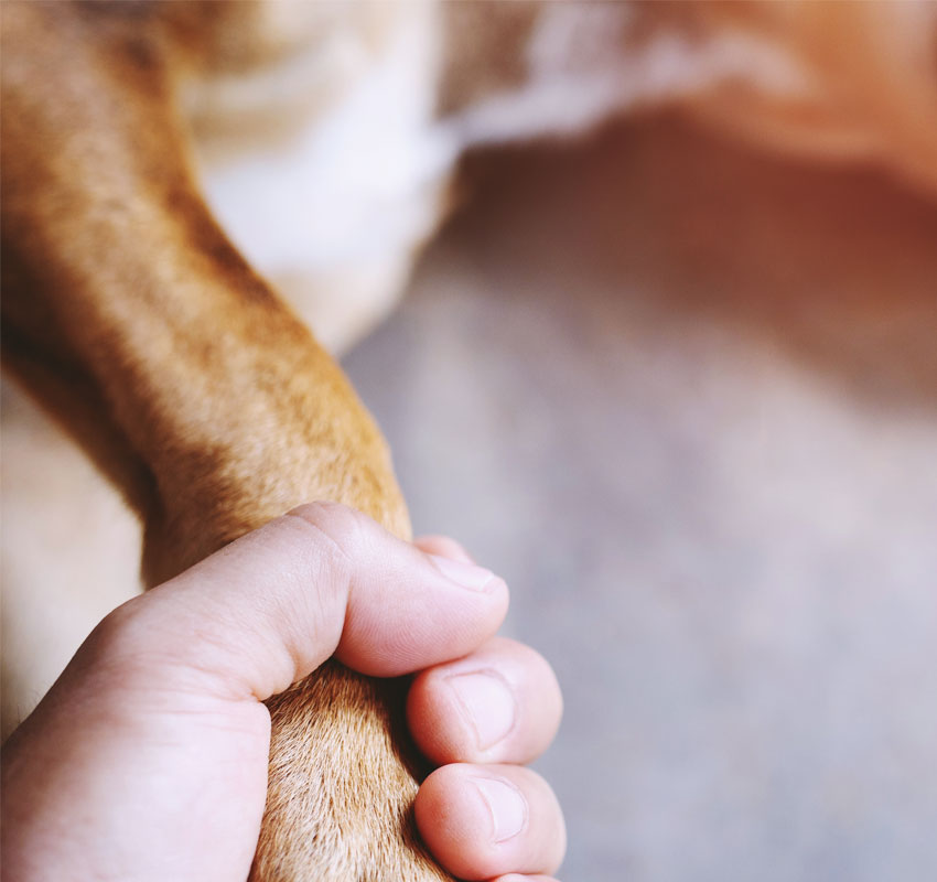A close-up image of a veterinarian's hand gently holding a dog's paw. The background is blurred, focusing attention on the moment of connection between the vet and the dog. The scene appears warm and intimate.