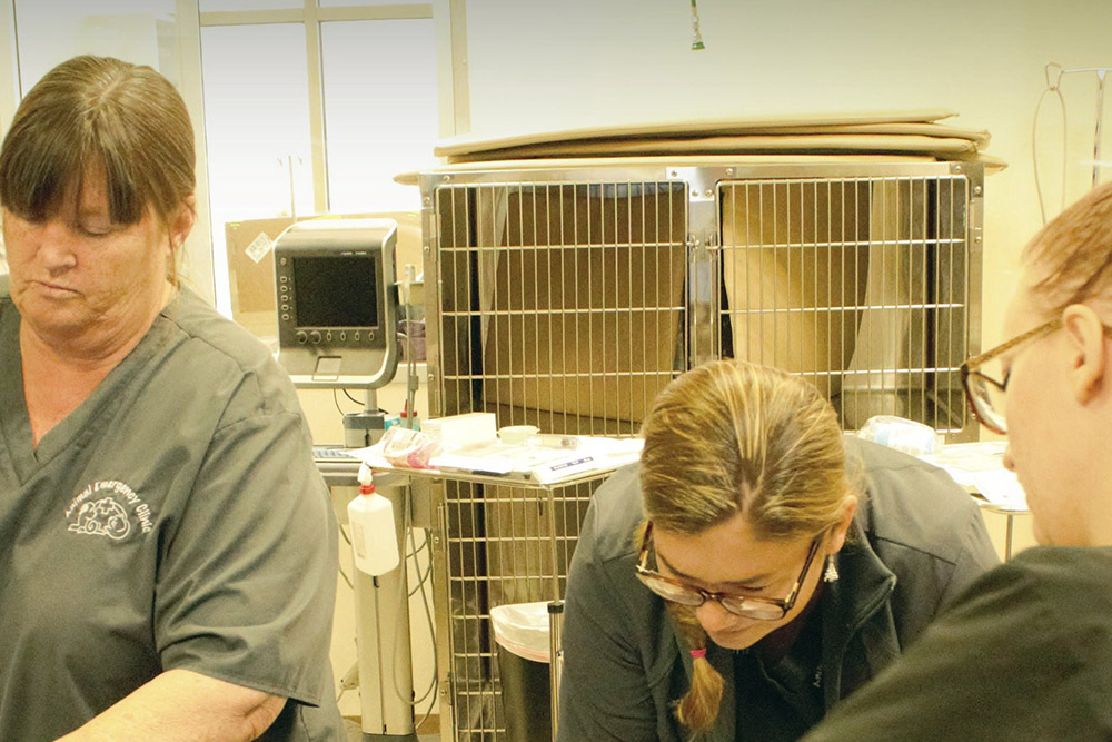 Three people dressed in scrubs work in a veterinary clinic next to metal cages and medical equipment. One veterinarian on the left is examining something, while the other two, in the center and right, focus on an activity. Various tools and supplies are visible in the background.