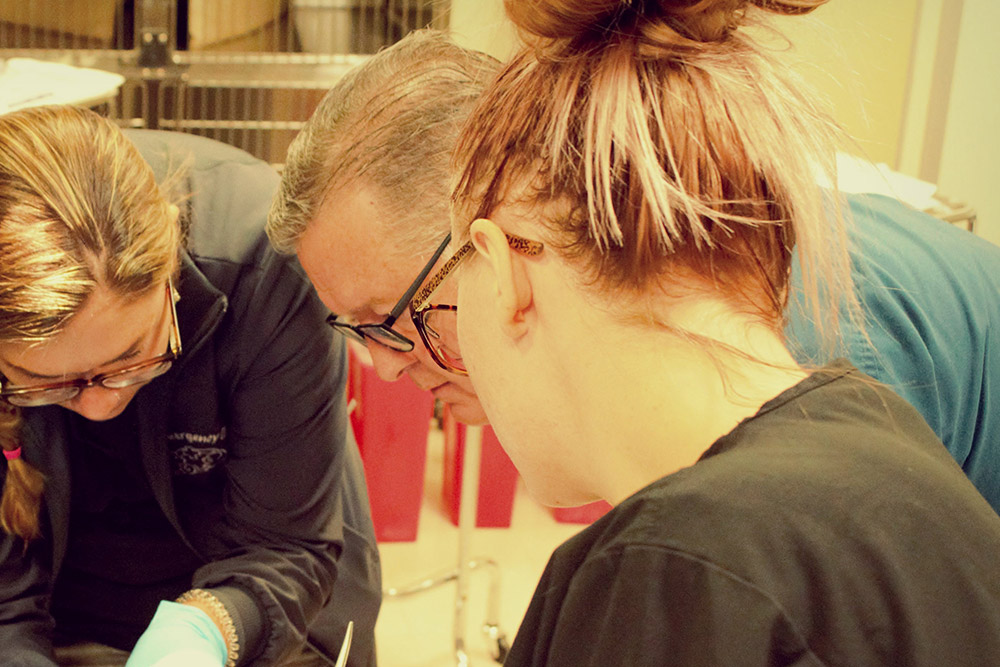 Three individuals are closely examining or working on something out of view. They appear to be focusing intently, with one wearing medical gloves. The scene suggests a collaborative effort, possibly in a veterinary clinic or laboratory setting.