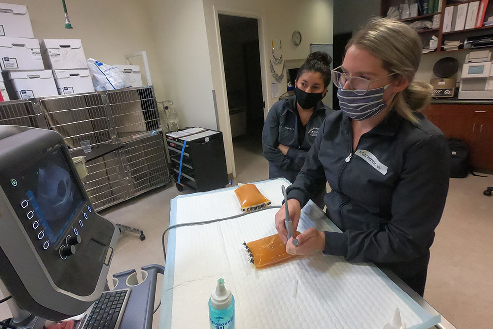 Two veterinary professionals are performing an ultrasound on a gel pad in a clinical setting. Wearing face masks and dark uniforms, the vet operates the ultrasound probe while the other observes the screen intently. Shelves and medical equipment fill the background, creating an atmosphere of diligent care.