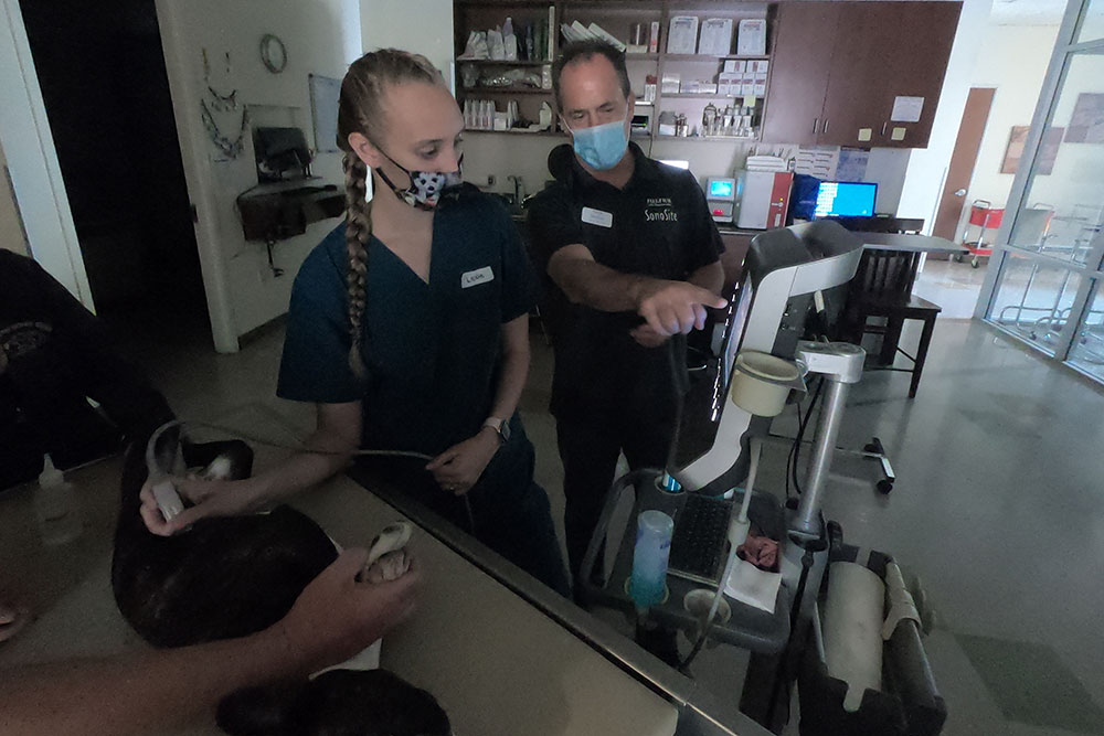 Two veterinary professionals performing an ultrasound examination on a dark-furred animal. One vet holds the animal while the other works the ultrasound machine. Both are wearing masks and medical scrubs, with medical equipment and cabinets in the background.