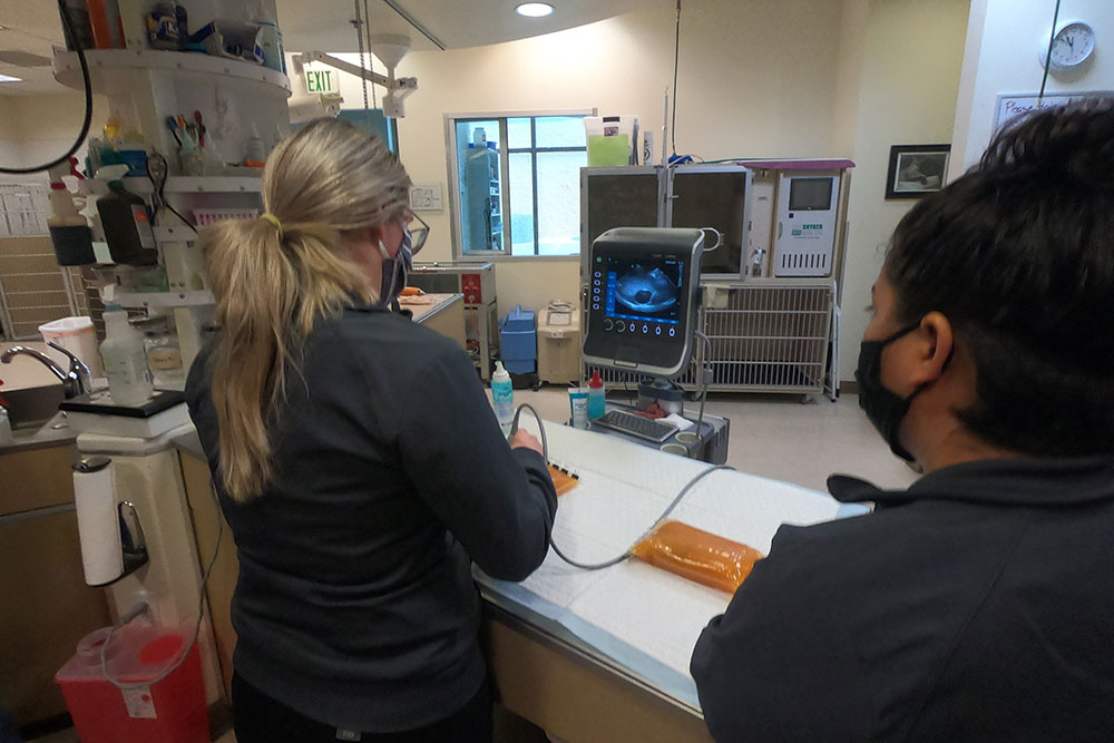Two individuals in a medical setting focus on an ultrasound monitor displaying an image. One veterinarian operates the ultrasound probe on an animal, while the other supervises. The room contains various medical equipment and supplies, indicating a veterinary clinic.