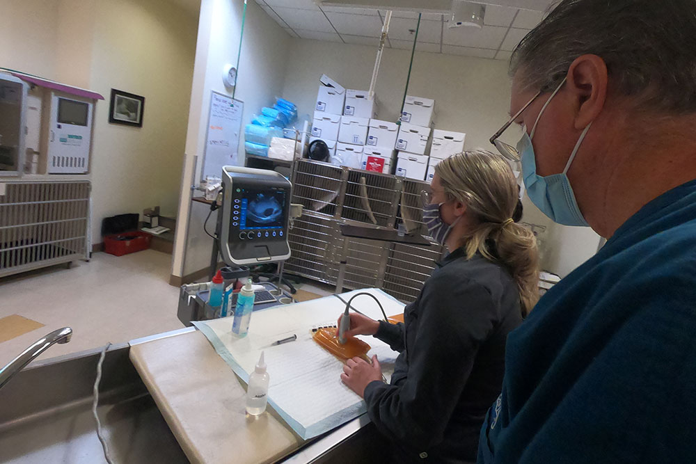 Two individuals wearing masks work together in a veterinary facility. One veterinarian operates an ultrasound device, while the other observes the screen. Shelves with boxes and supplies are in the background.