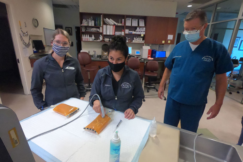 Three individuals are in a veterinary clinic. The woman in the center, wearing a mask and dark lab coat, is conducting an ultrasound on an orange and white object on a table. The other two veterinary personnel, also masked, are observing. Medical supplies and equipment are visible.