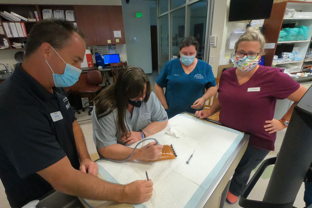 Four masked individuals are gathered around a table in a medical setting. One person, likely a veterinarian, is using a stethoscope while another appears to be performing a task on an animal. Shelves with medical supplies are visible in the background.