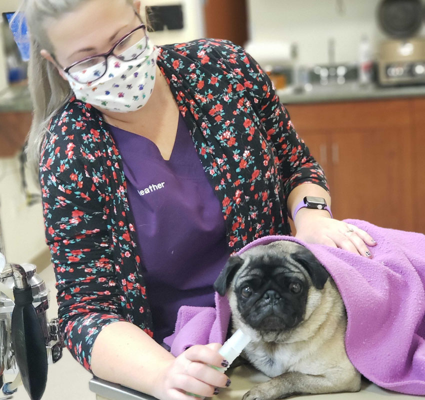 Veterinarian in Victorville Vet Near You Animal Emergency Clinic