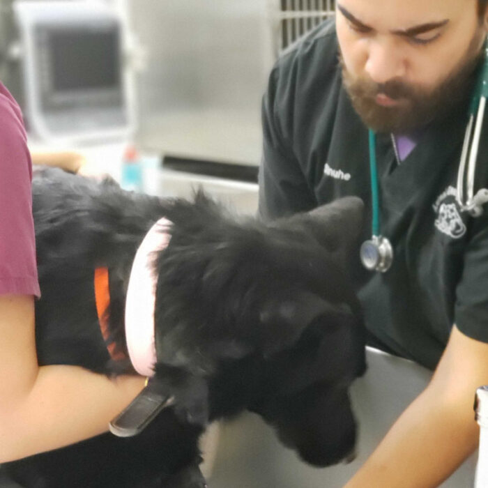 A black dog with a pink collar is held by a person in a maroon shirt while the vet, wearing a black coat and a stethoscope, examines the dog's paw. They are in a veterinary clinic with medical equipment in the background.