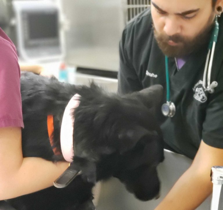 Veterinarian in Victorville Animal Emergency Clinic