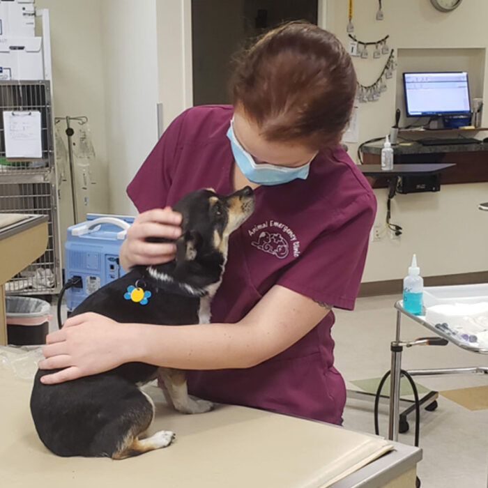 A veterinarian in burgundy scrubs and a face mask comforts a small black and white dog on an examination table in the clinic. The dog has a blue and yellow sticker on its back, while medical equipment and supplies are visible in the background.