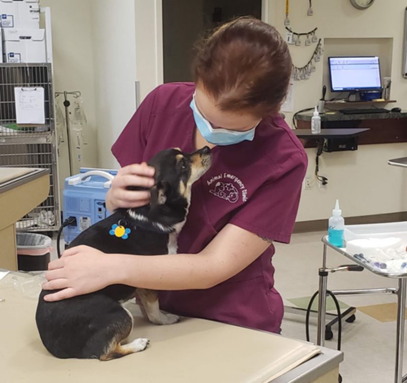 Veterinarian in Victorville Animal Emergency Clinic