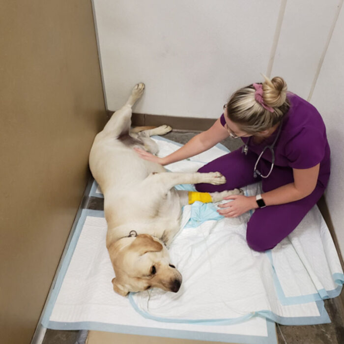 A Labrador Retriever lies on its back on a cushioned mat, receiving a belly rub from a vet in scrubs. The veterinarian kneels beside the dog, which appears relaxed and comfortable. Medical supplies are visible nearby.