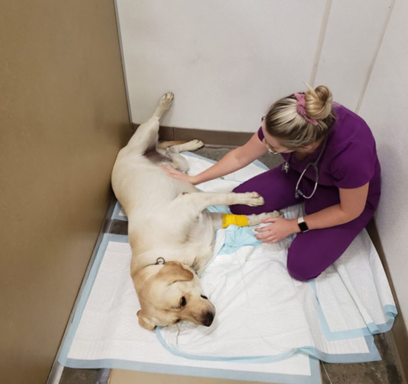 Veterinarian in Victorville Animal Emergency Clinic