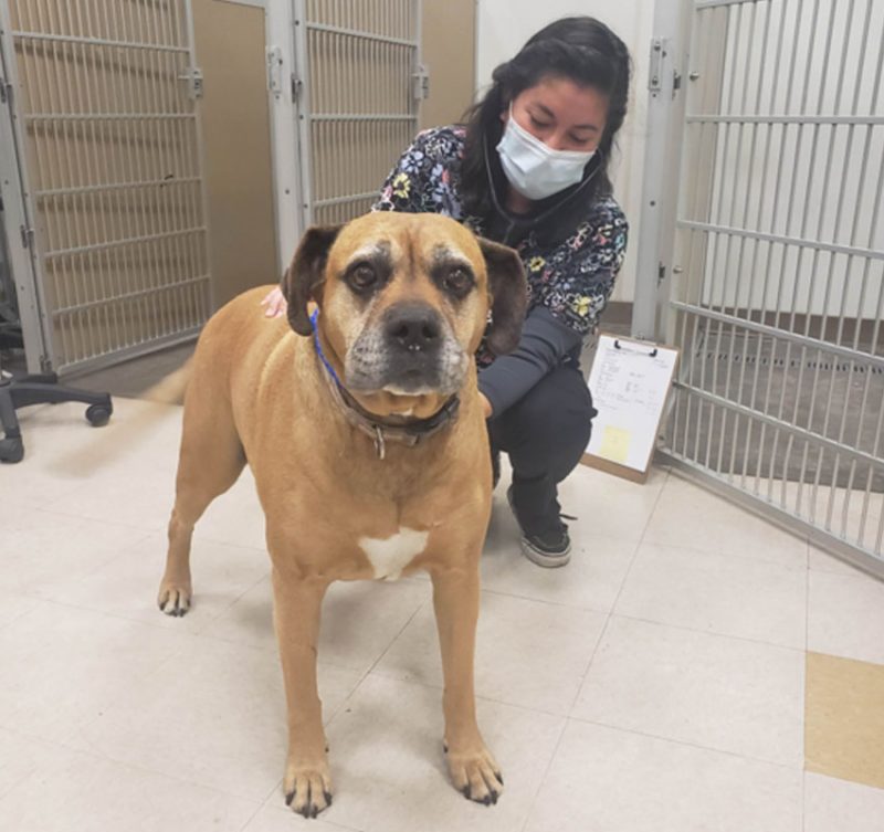 Veterinarian in Victorville Animal Emergency Clinic