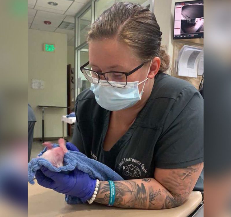 Veterinarian in Victorville Animal Emergency Clinic