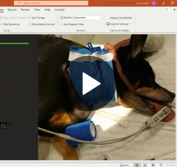 Venous Access Vet in Victorville Animal Emergency Clinic