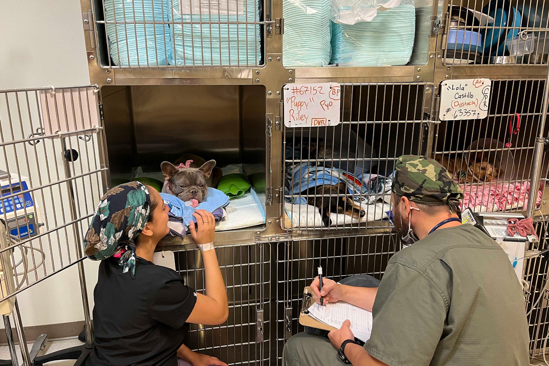 Veterinarian in Victorville Vet Near You Animal Emergency Clinic