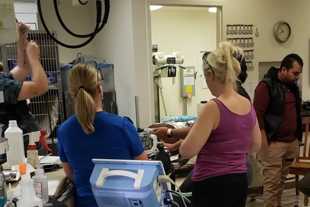A group of people in a veterinary clinic are engaged in various activities. Some are examining equipment, while others are gathered around a table. Medical supplies and devices are visible throughout the room, and one vet is adjusting something on a wall.