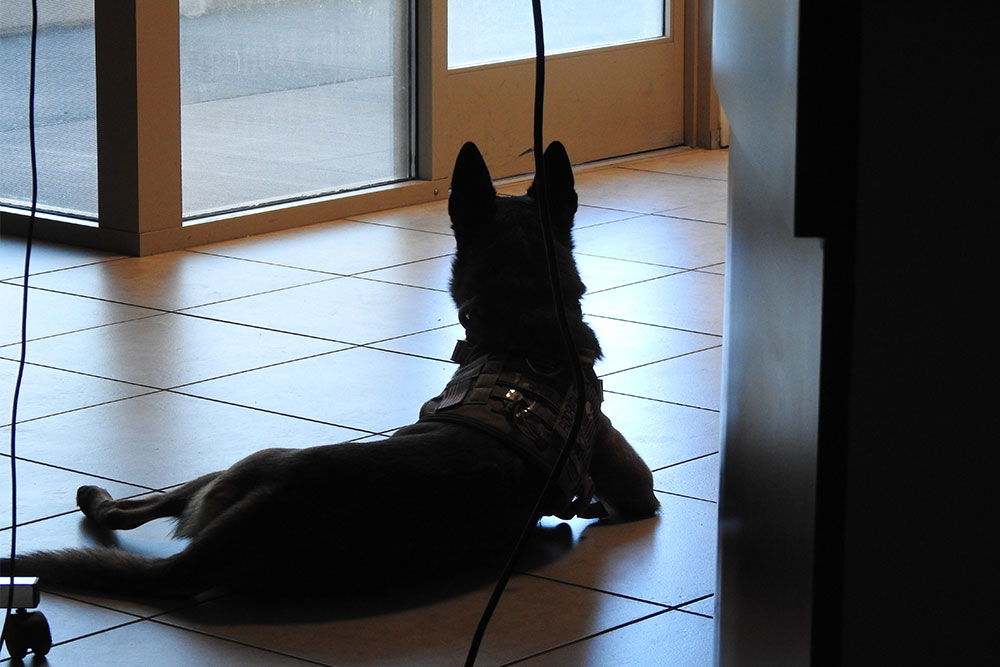 A German Shepherd in a harness lies down on a tile floor near a glass door, casting a silhouette against the light. Cables hang in front of the dog, which looks outside towards what appears to be a patio or driveway, as if waiting for its veterinarian to arrive.