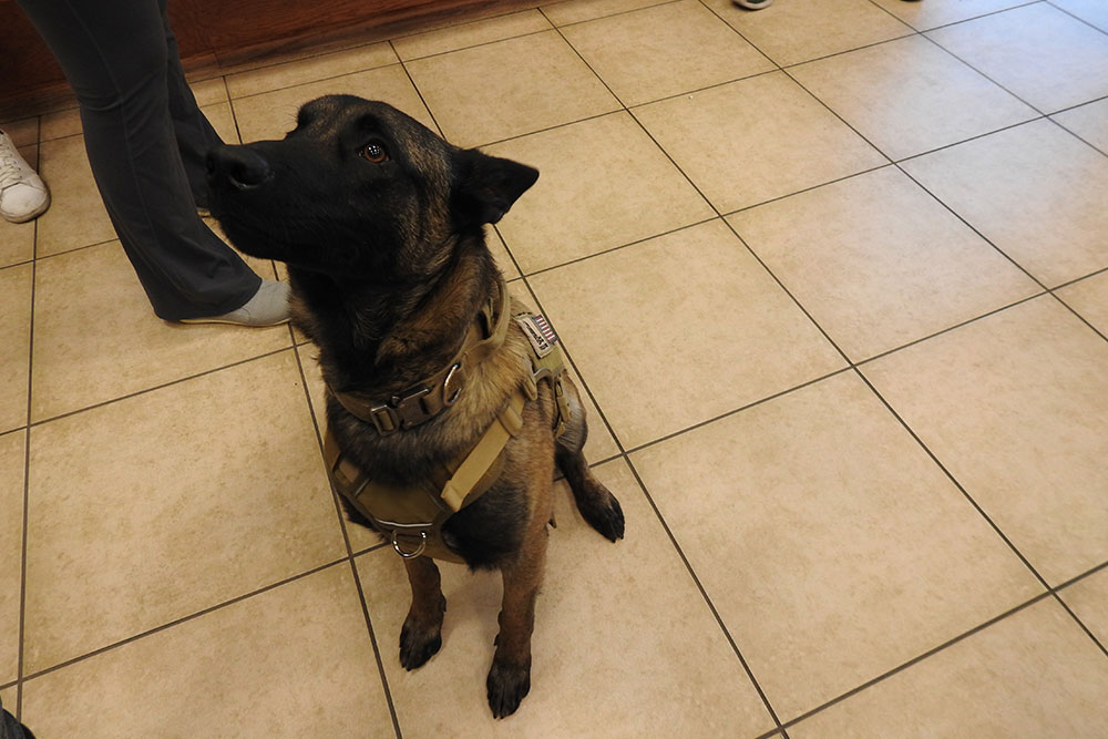 A German Shepherd wearing a tactical harness sits on a tiled floor, looking up. To the left, a person in grey pants and white shoes, likely the vet, stands nearby. The scene appears to be indoors with wood paneling partially visible in the background.