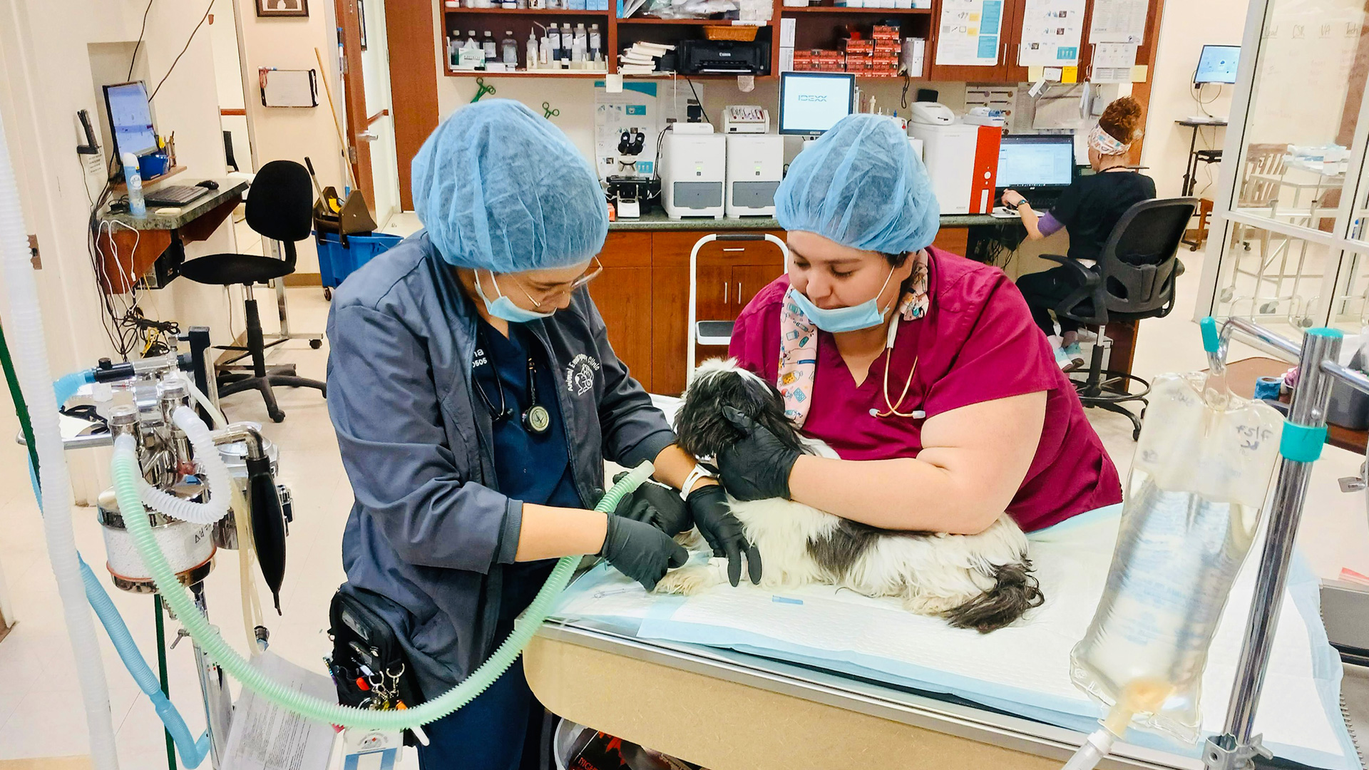 Two veterinary professionals in scrubs, masks, and hair covers care for a small black and white dog on an exam table in a veterinary clinic, with medical equipment and supplies visible in the background.