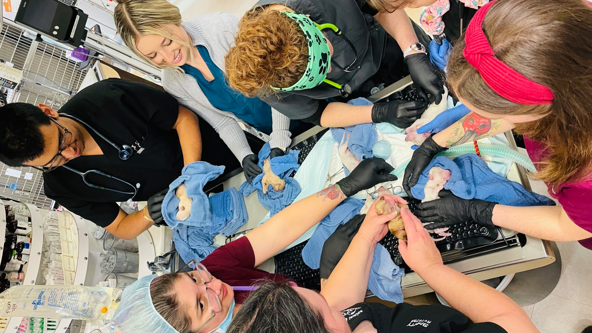 Veterinary staff work together to care for several newborn puppies, some wrapped in blue towels, on a table surrounded by medical equipment in a clinic setting.