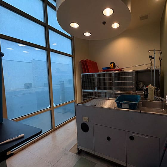 A veterinary clinic exam or treatment room with large frosted windows, stainless steel kennels, medical equipment, and overhead lights. A blue bin sits on a metal counter.