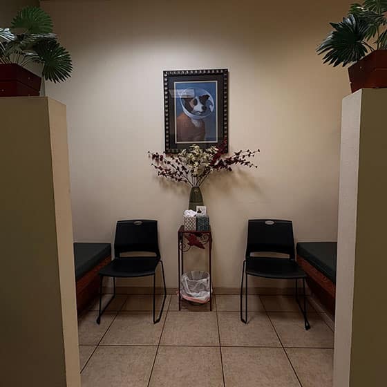 A small waiting area with two black chairs, a tissue box, flowers on a stand, a wastebasket, potted plants above, and a framed picture of a dog in the background on a beige wall.