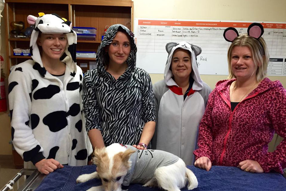 Four women in animal onesies (cow, zebra, panda, and pink leopard) stand behind a table with a small white dog in a grey shirt. A board with various information is visible on the wall behind them, making it look like a fun and quirky visit to the vet.