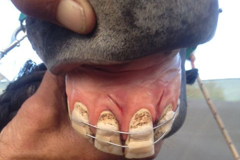 A veterinarian is holding a horse's mouth open to display its teeth, which have a wire brace attached near the gums. The teeth appear worn, with some discoloration near the roots. The horse's dark fur can be seen around the mouth.