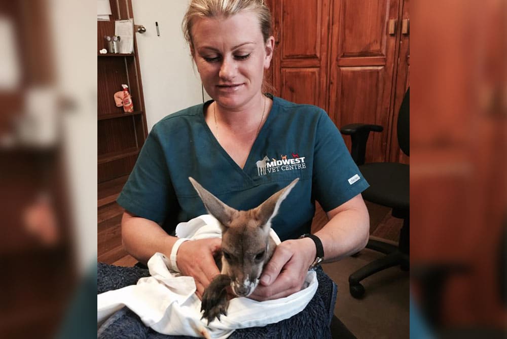 A veterinarian in green scrubs with a "Midwest Vet Center" logo cradles a small, wrapped kangaroo in a clinic setting. She carefully supports the calm animal while sitting on a black chair with wooden cabinets in the background.