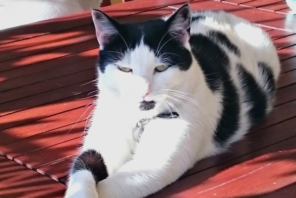 A black and white cat is lying on a wooden surface, basking in the sunlight. The cat has a mostly white body with distinct black markings and appears relaxed with its front legs stretched out. Shadows from nearby objects fall across its body, highlighting the careful care it receives from its veterinarian.