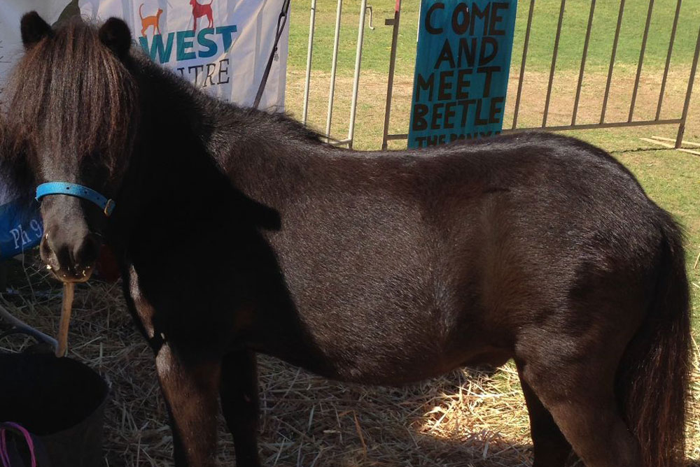 A small black pony with a blue halter stands in a pen with hay on the ground. There are signs hanging behind the pony, one says "COME AND MEET BEETLE" in blue. Another has the words "WEST" and appears to have animal silhouettes on it, likely indicating something about the vet's clinic nearby.